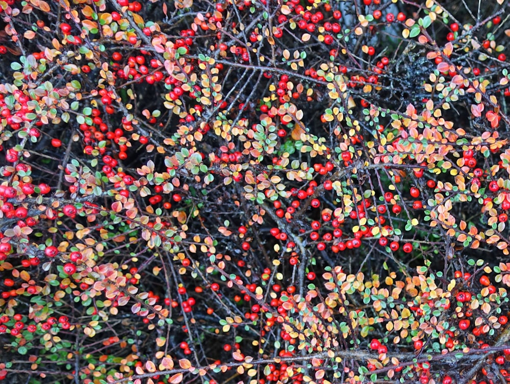 red and green leaves on ground