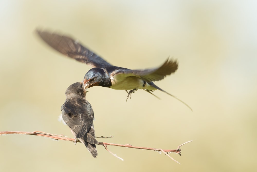 grey and yellow bird on brown stick