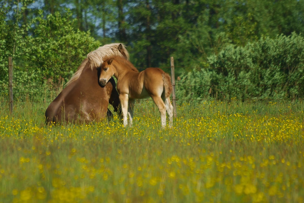 cavallo marrone sul campo di erba verde durante il giorno