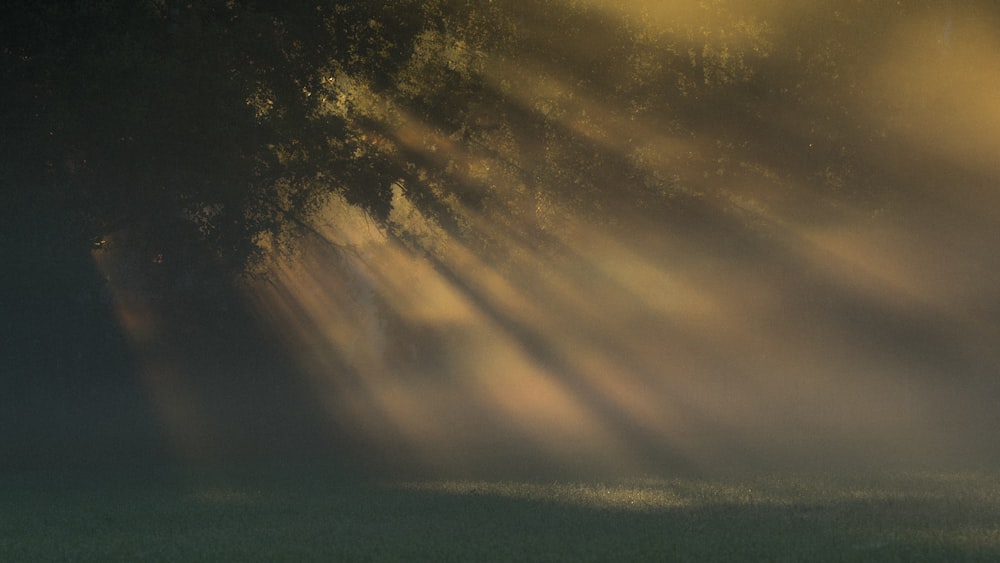 alberi verdi sotto il cielo giallo e nero