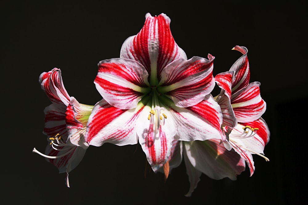 white and red flower in black background