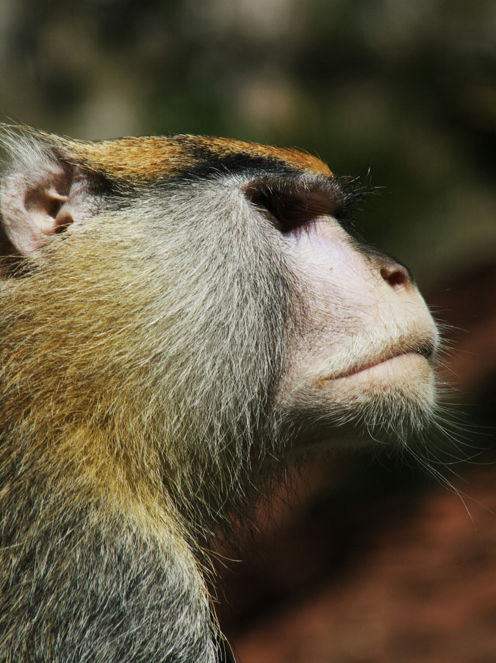 brown and white monkey on tree branch