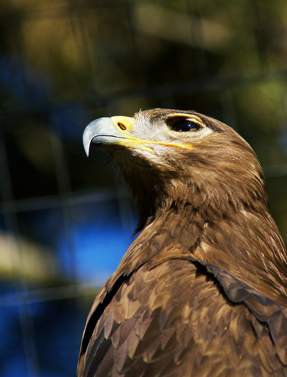 pájaro marrón y blanco en fotografía de primer plano