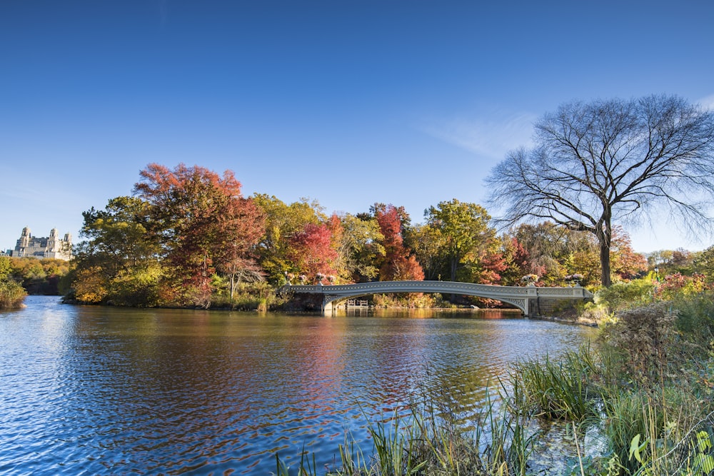 body of water near trees during daytime