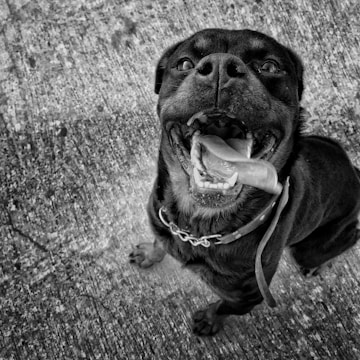 A black and white image of a happy dog looking directly at the camera with its mouth open and tongue out, conveying excitement and joy. The dog is wearing a collar and appears to be on a textured concrete surface.