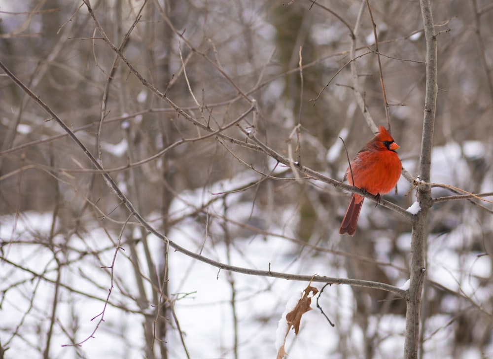 red cardinal bird on bare tree during daytime