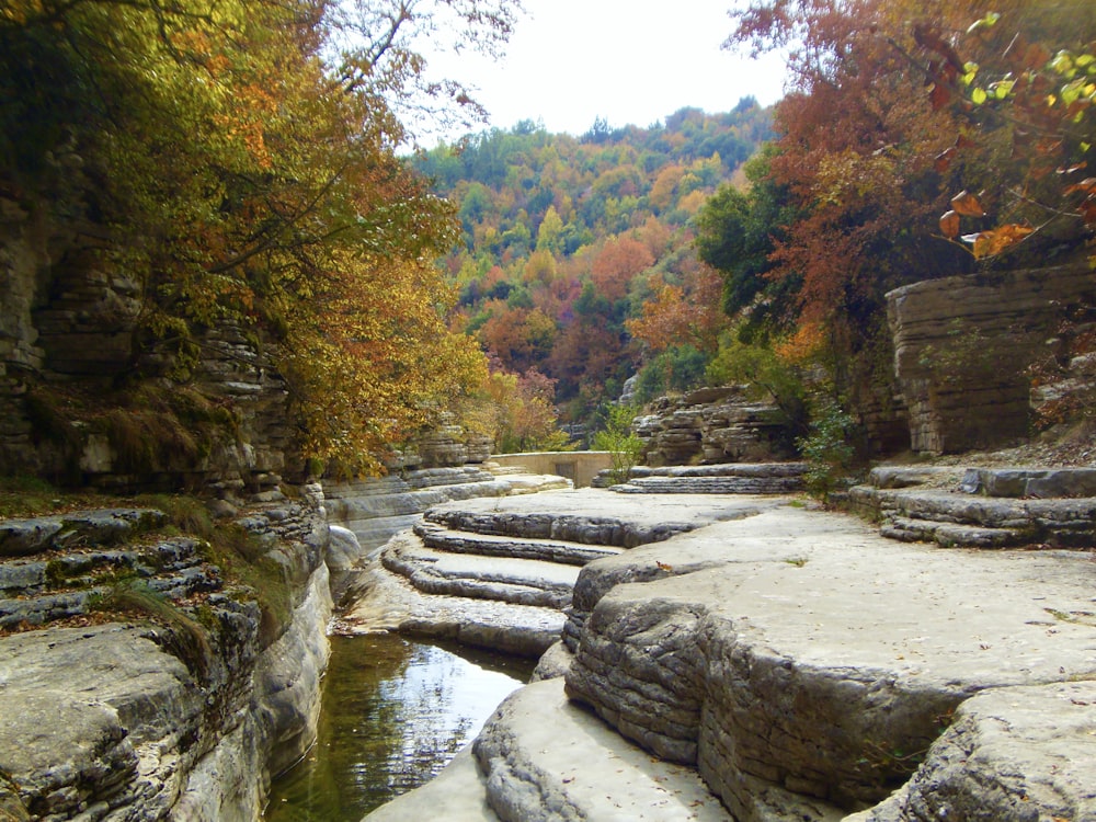 brown and green trees beside river during daytime