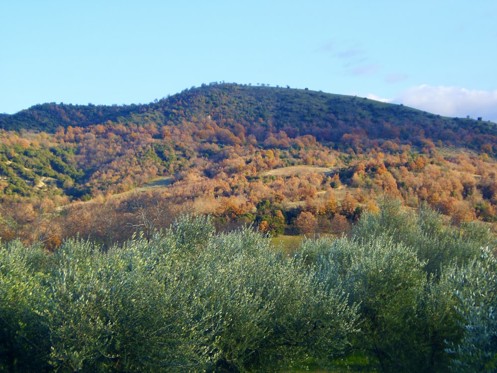 green grass field near brown mountain under blue sky during daytime