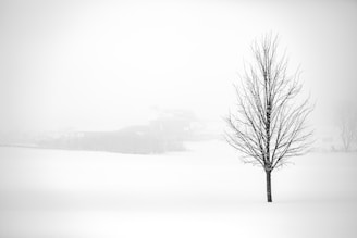 leafless tree on snow covered ground
