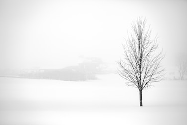 leafless tree on snow covered ground