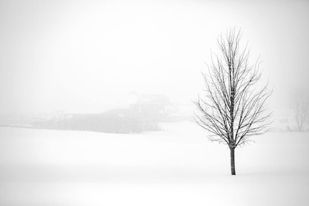 leafless tree on snow covered ground
