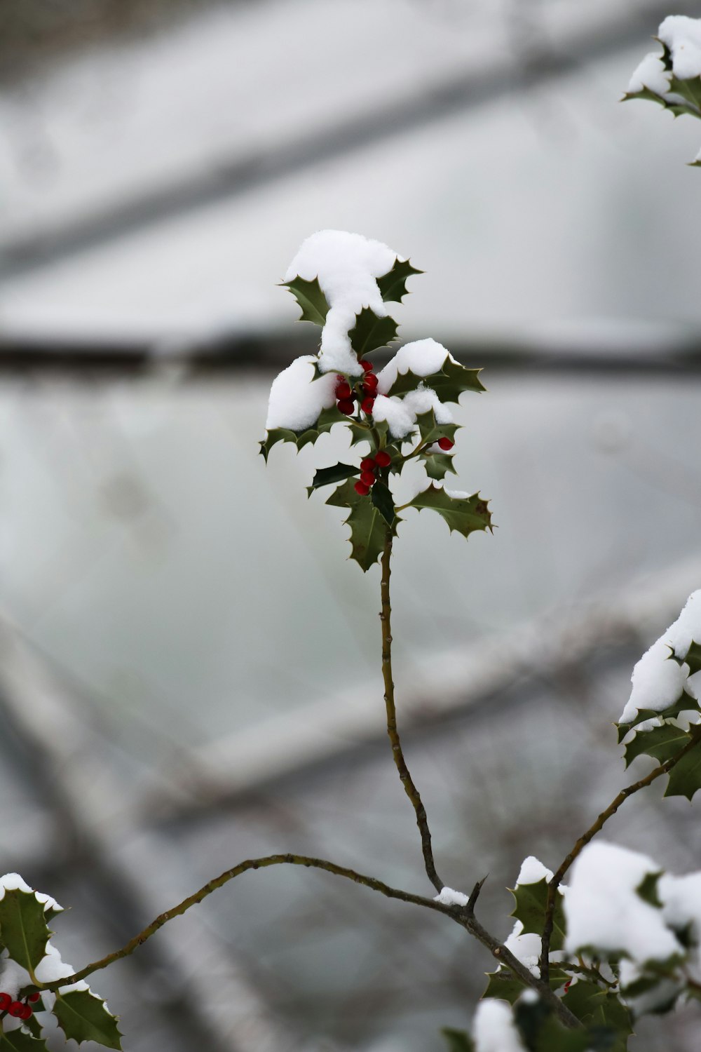 white flowers on brown tree branch