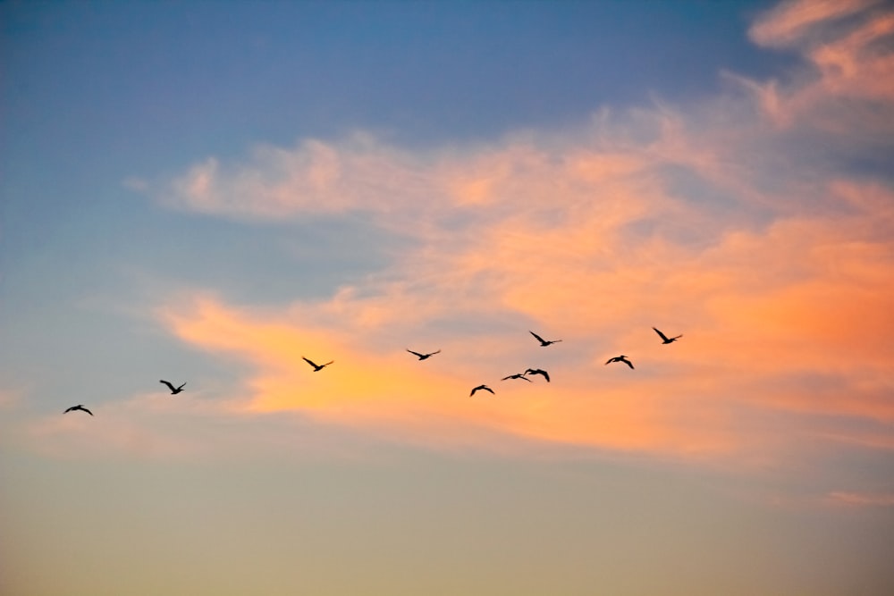 birds flying under blue sky during daytime