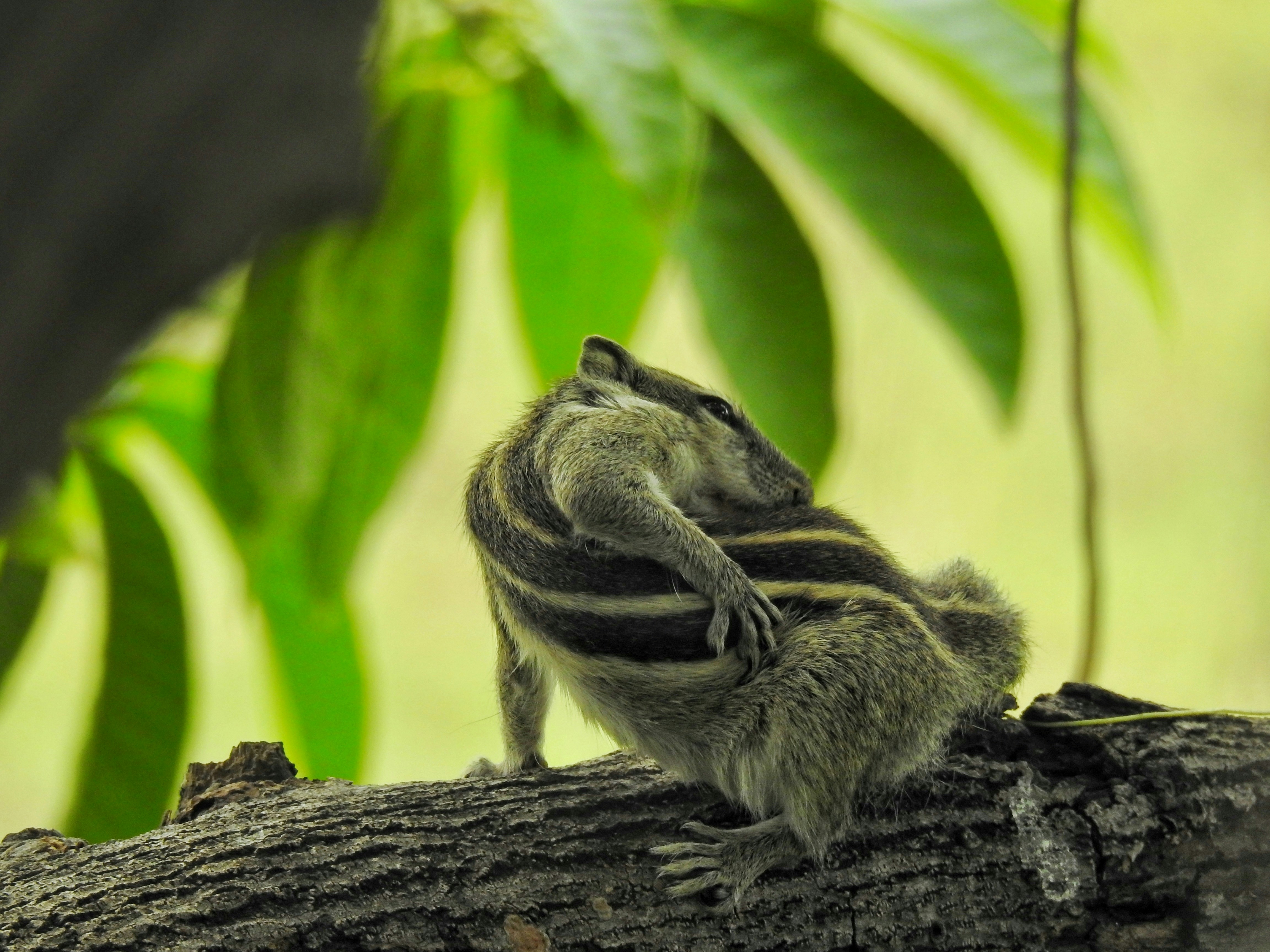 brown squirrel on brown tree trunk
