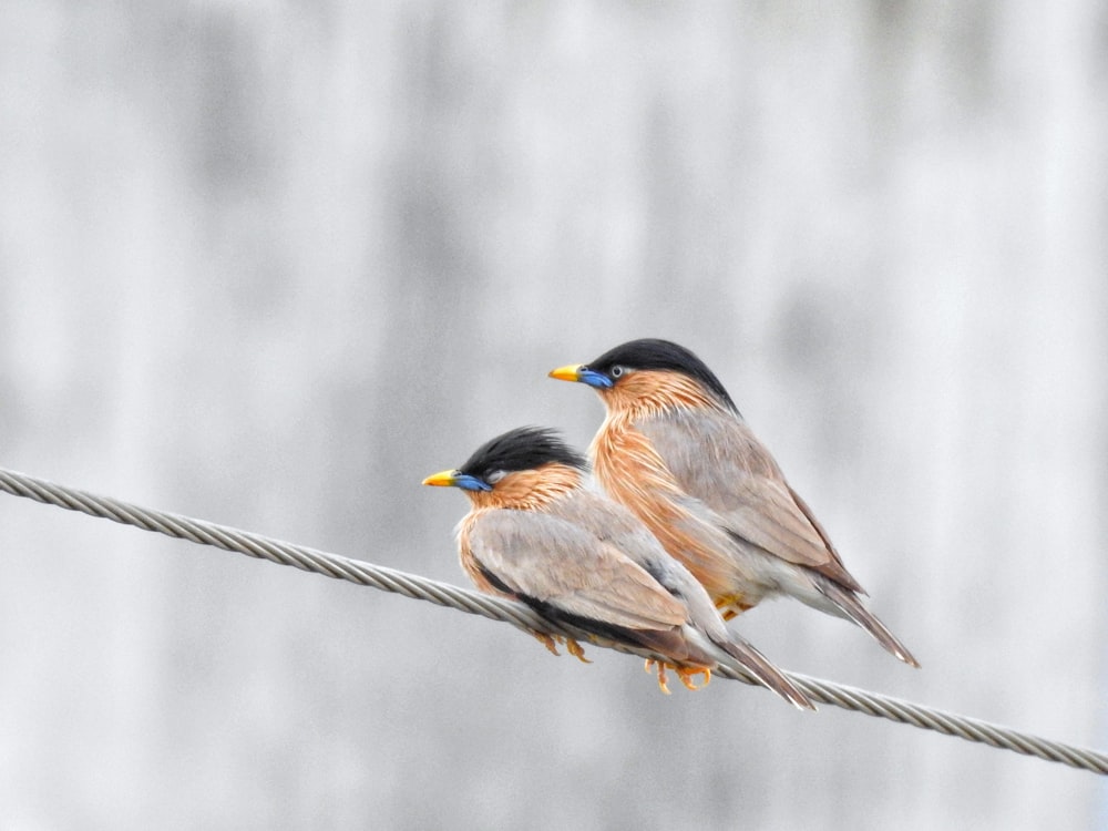 brown and black bird on brown wooden stick