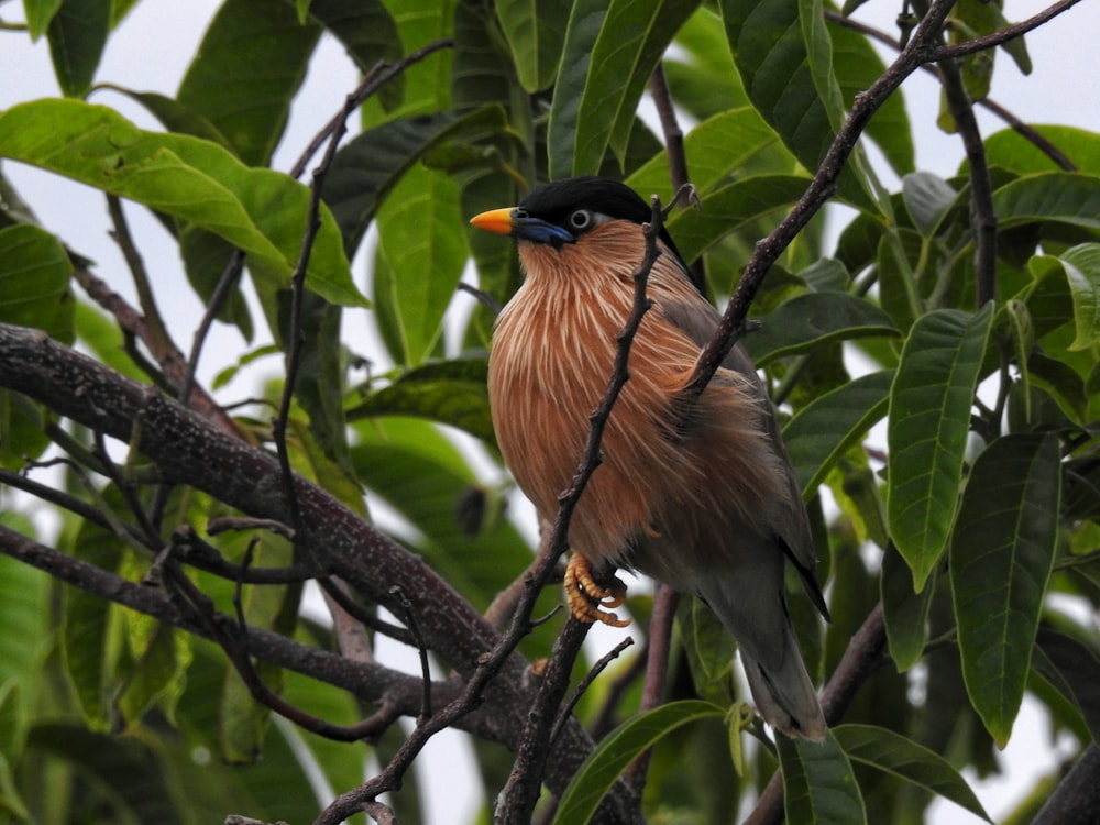 brown and black bird on tree branch during daytime