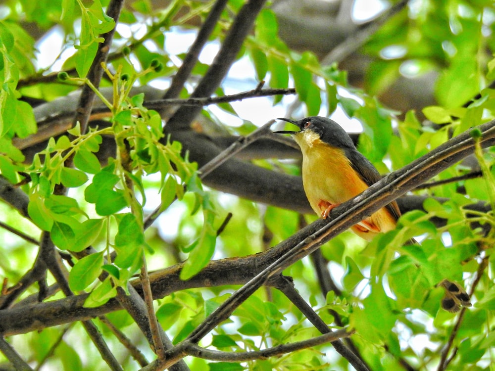 yellow and black bird on tree branch during daytime