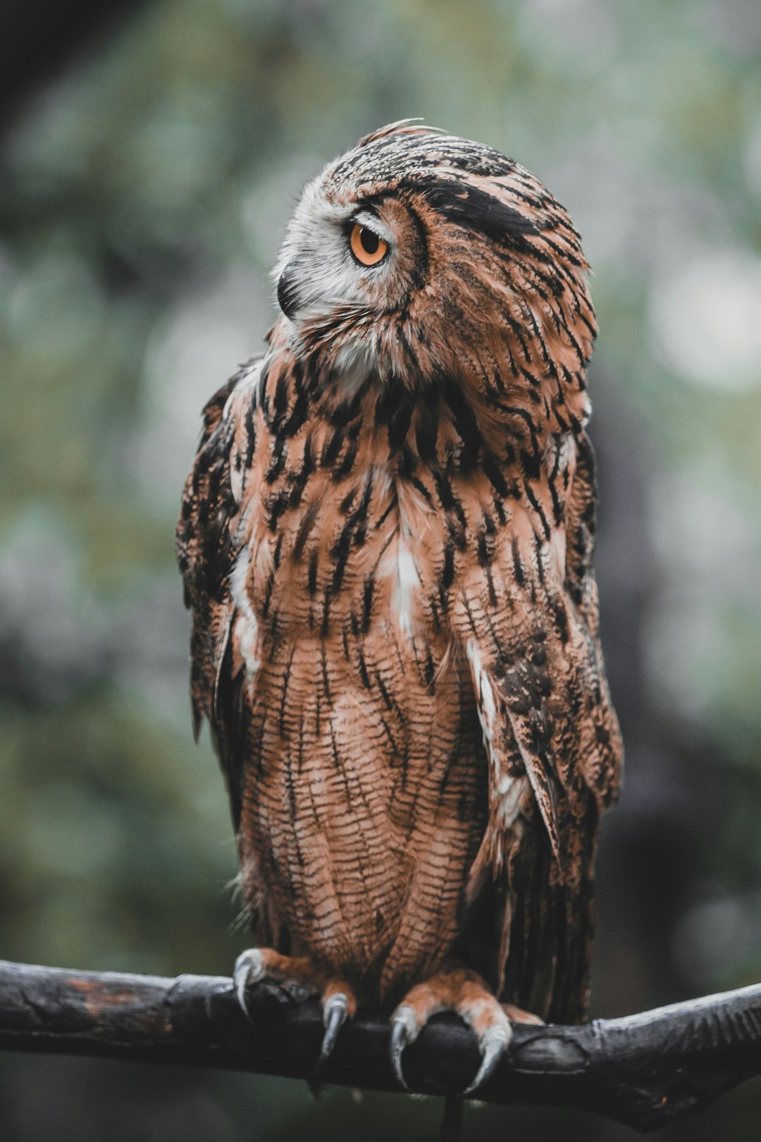brown and white owl in tilt shift lens