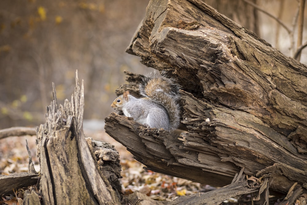 gray squirrel on brown tree trunk