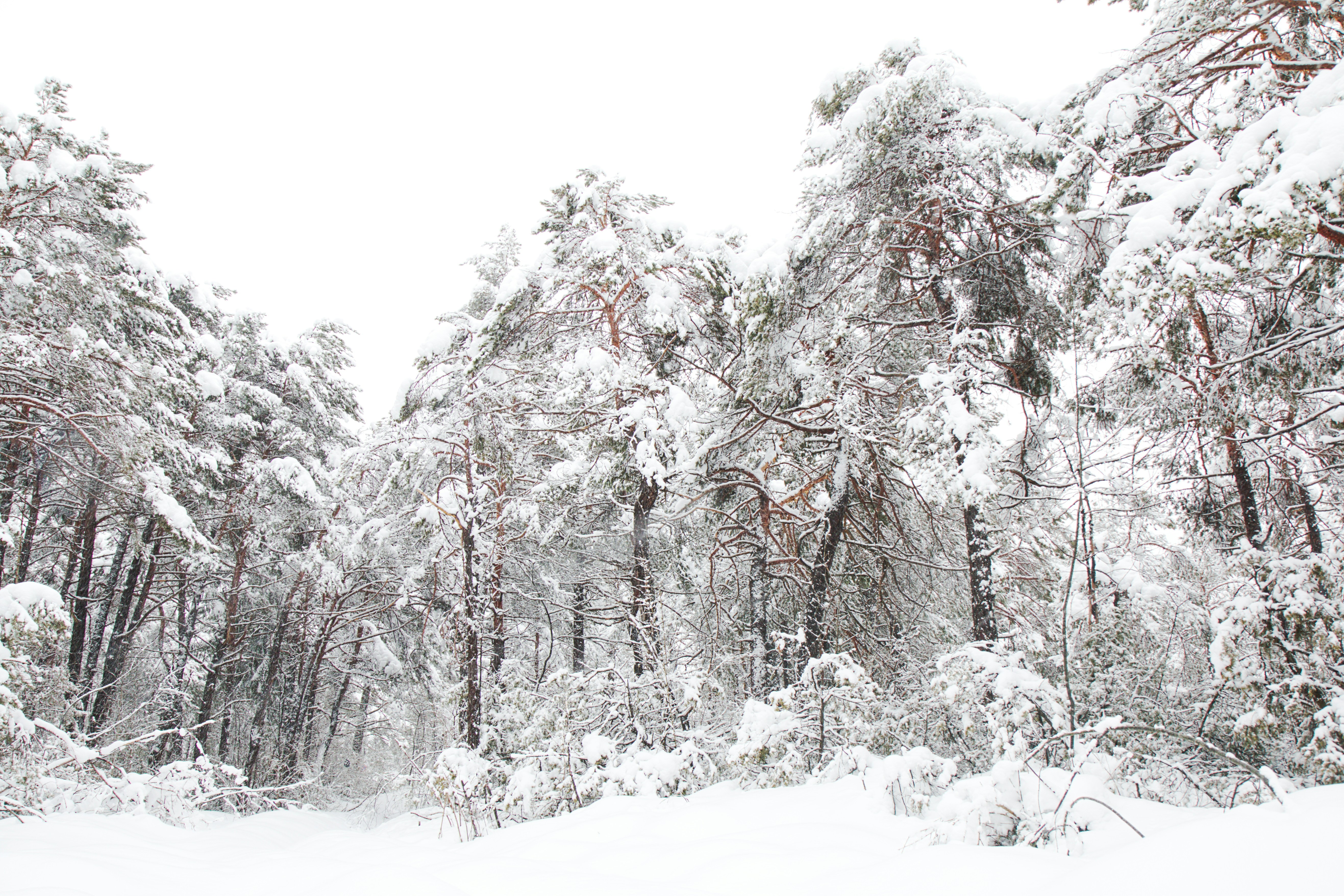 snow covered trees during daytime