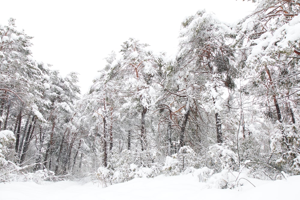 snow covered trees during daytime