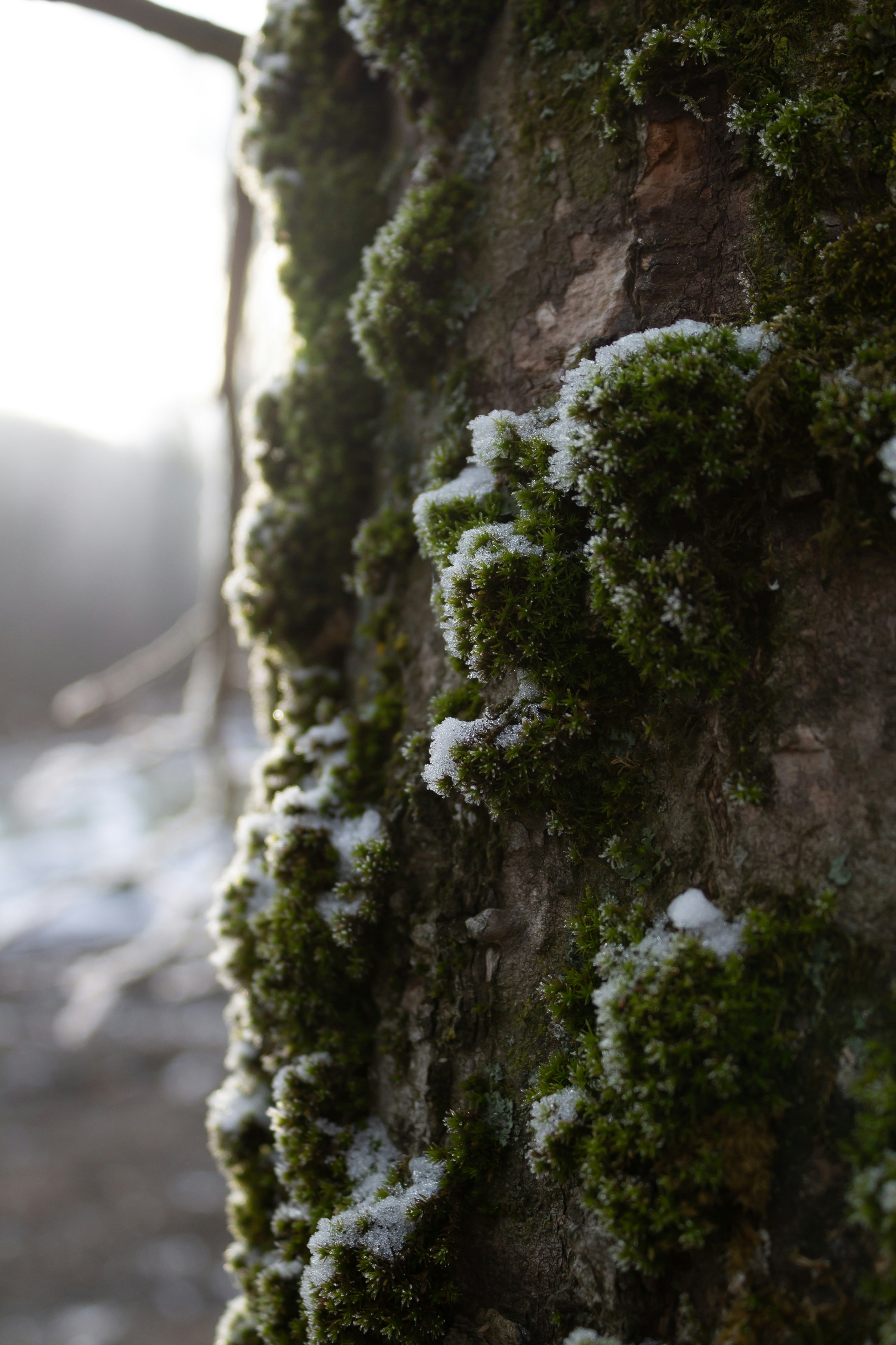 Photo by albina___white