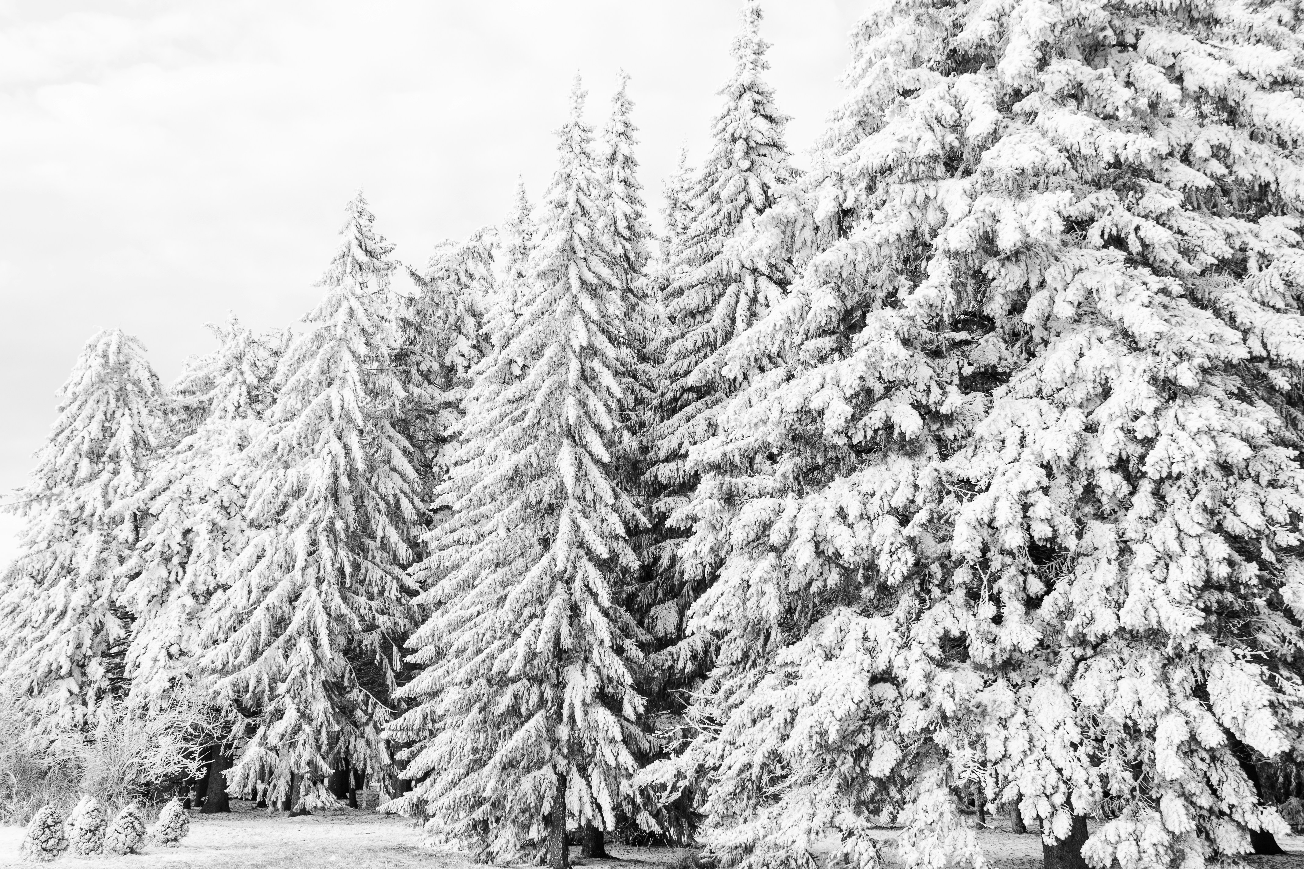 Photo by albina___white