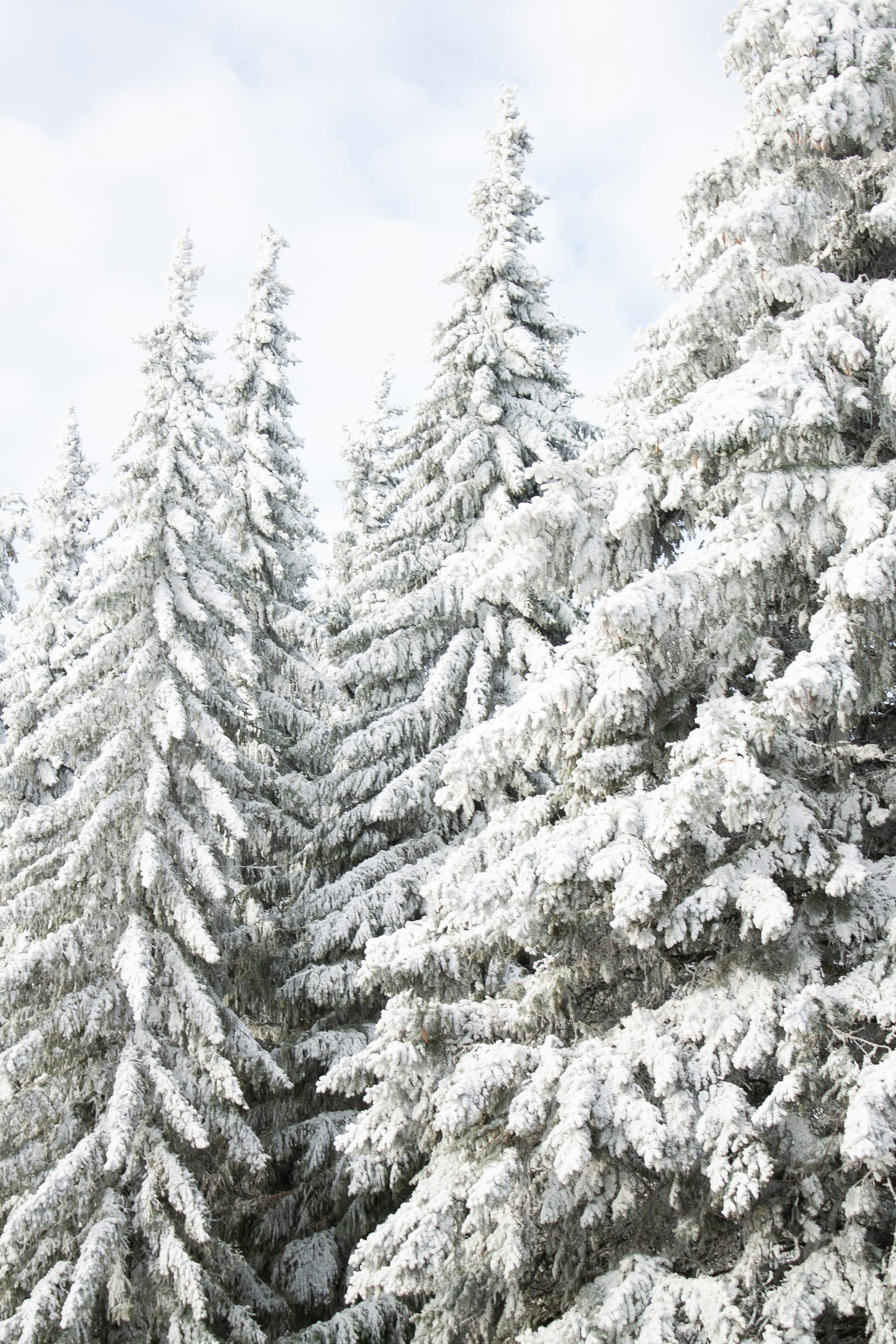 Photo by albina___white