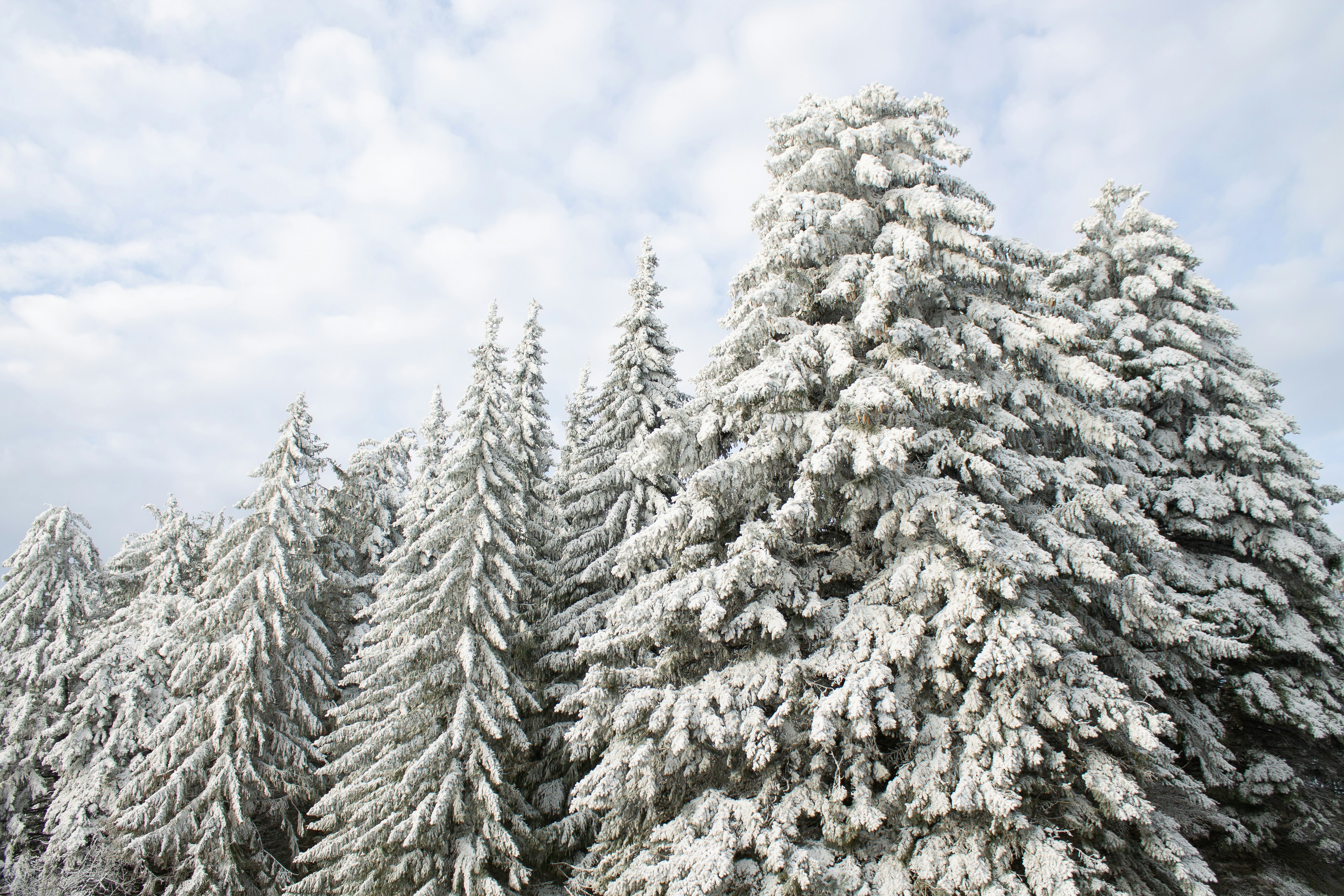 Photo by albina___white