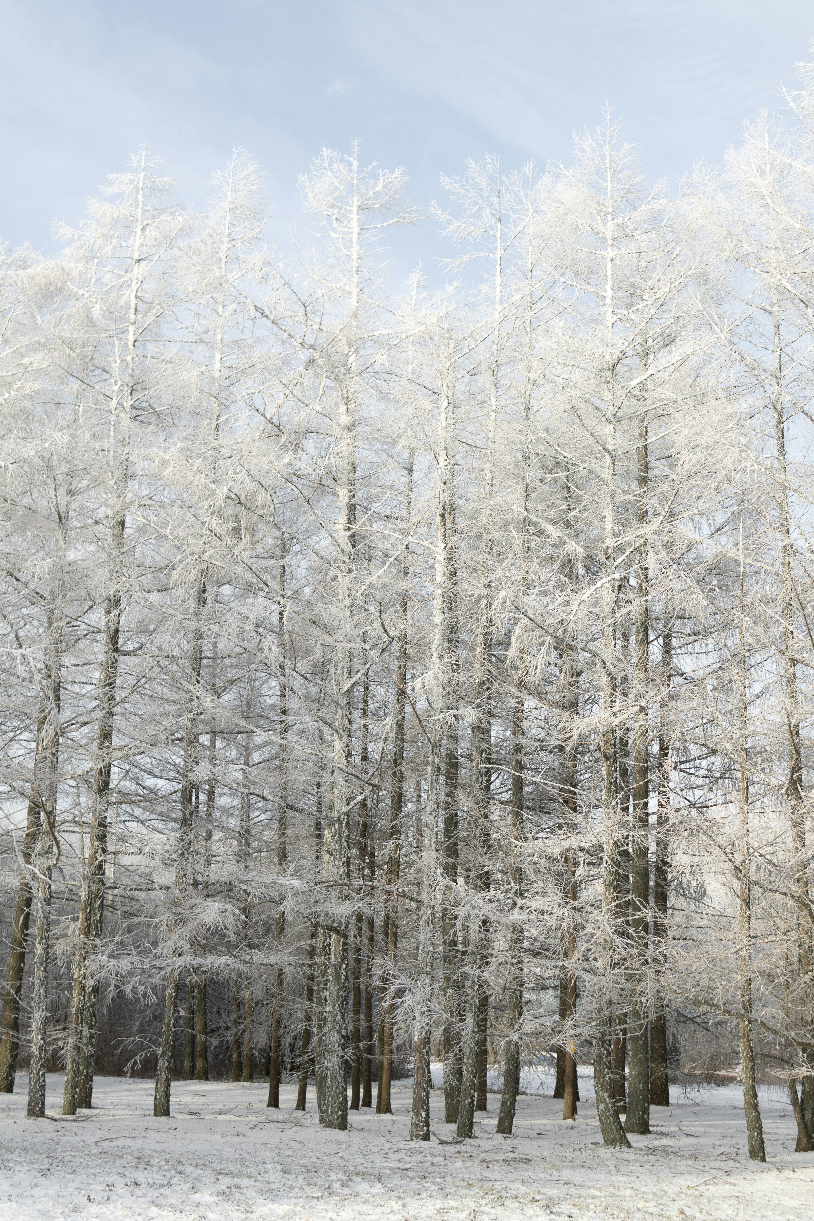 Photo by albina___white