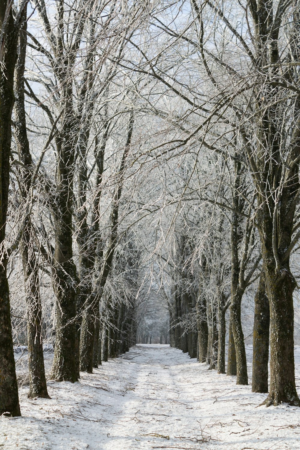 pathway between bare trees during daytime