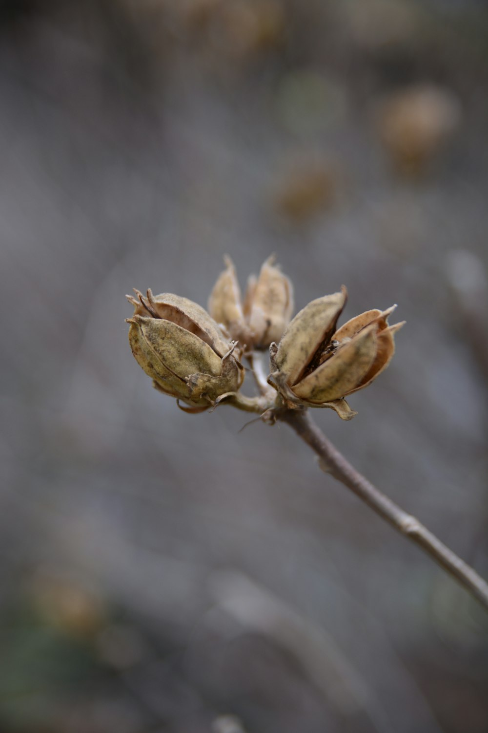 brown and green plant in close up photography