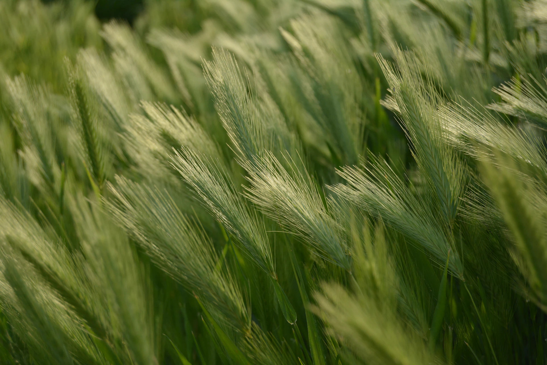 green wheat in close up photography