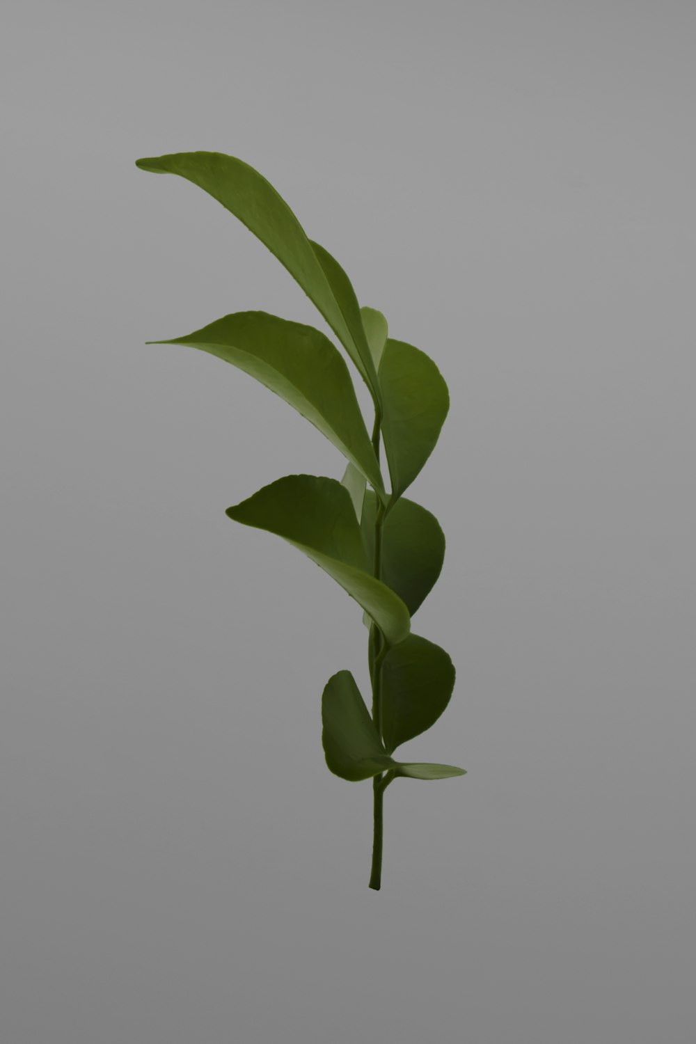 green plant on white background