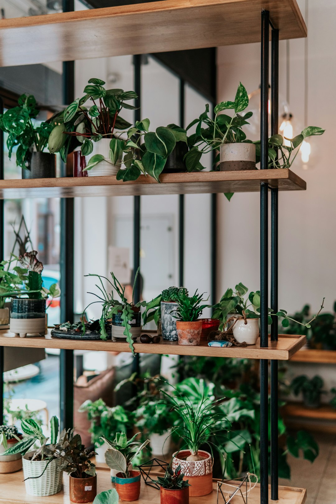 green plant on brown wooden shelf