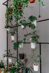 green plant on white pot