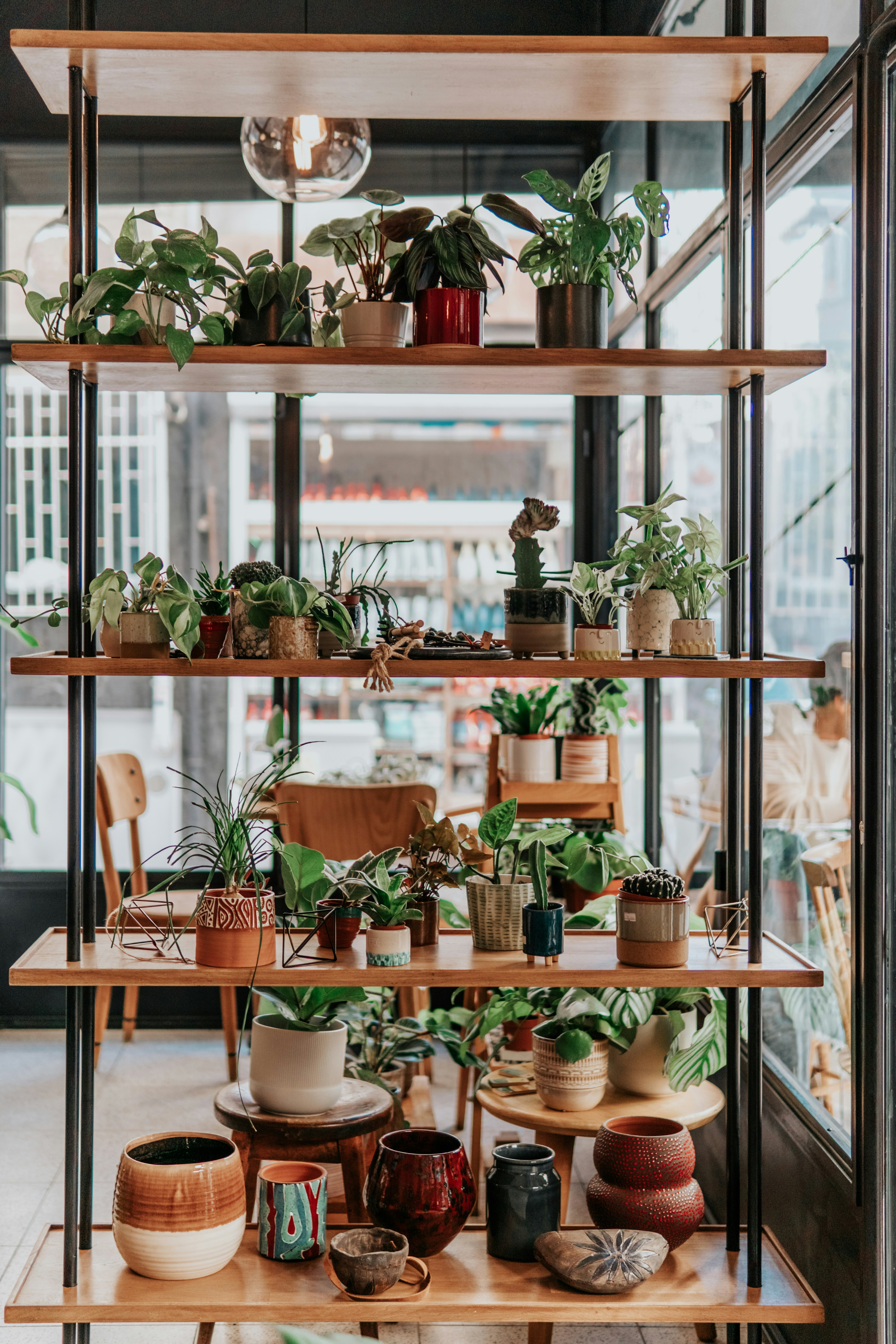Plants on a rack indoors