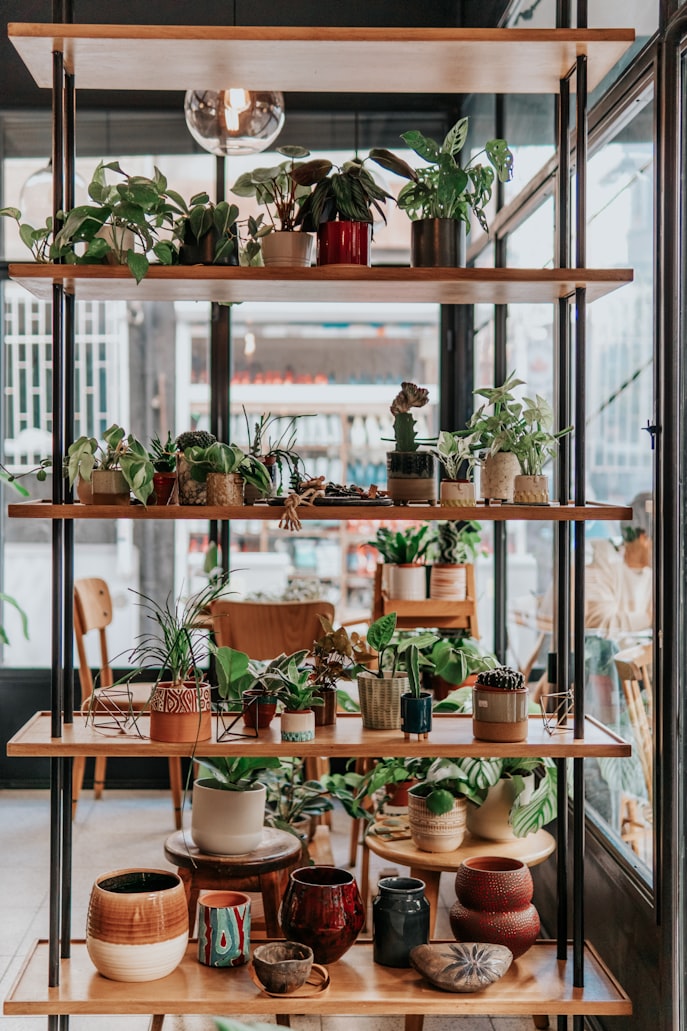 Plants on a rack indoors