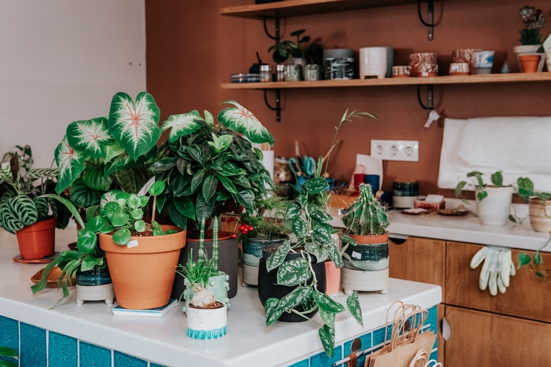 green plant on brown clay pot