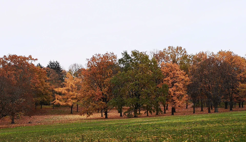 The image depicts a serene autumn scene in a park, with trees displaying vibrant hues of orange and yellow leaves scattered across the landscape. The perspective is from ground level, looking up at the towering trees that fill the frame. The sky above is overcast, casting a soft light on the scene below.
