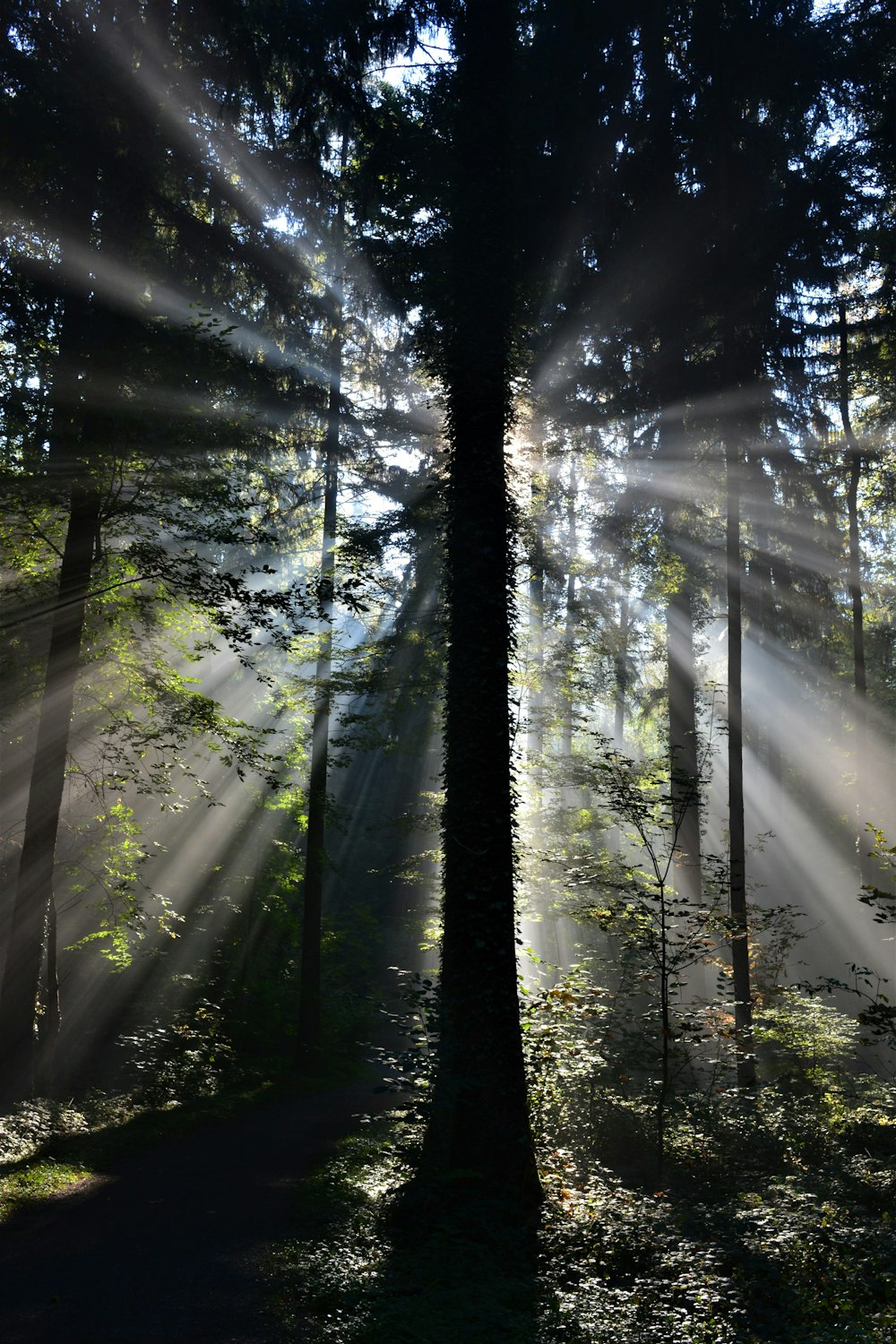 green trees under sunny sky