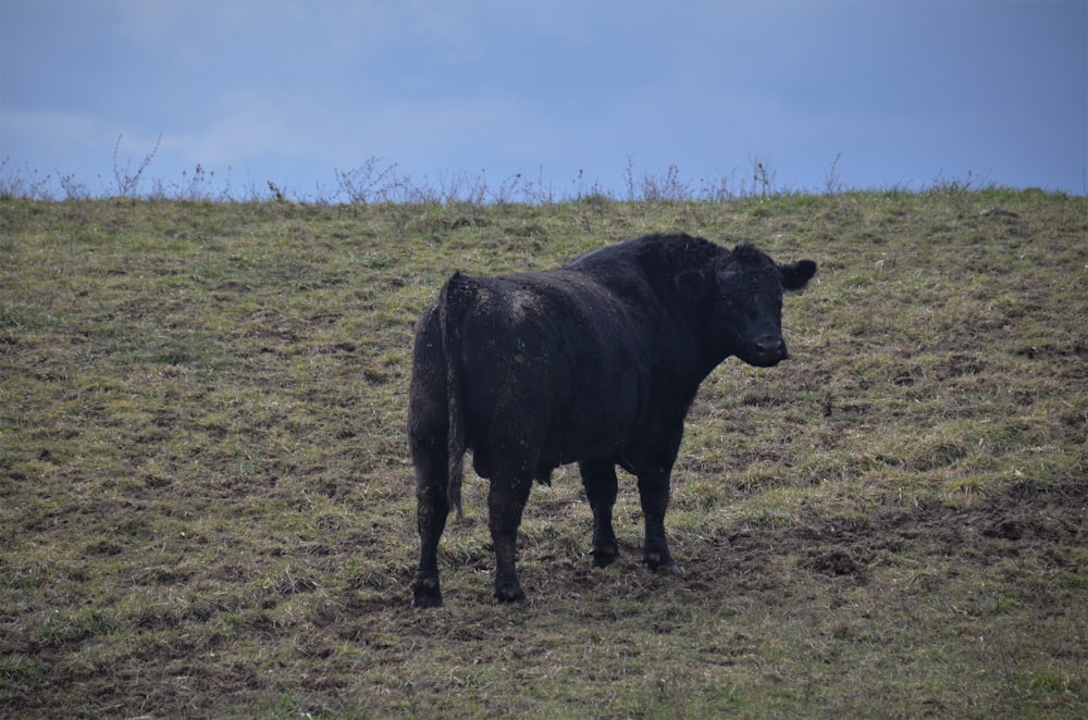 black cow on green grass field during daytime