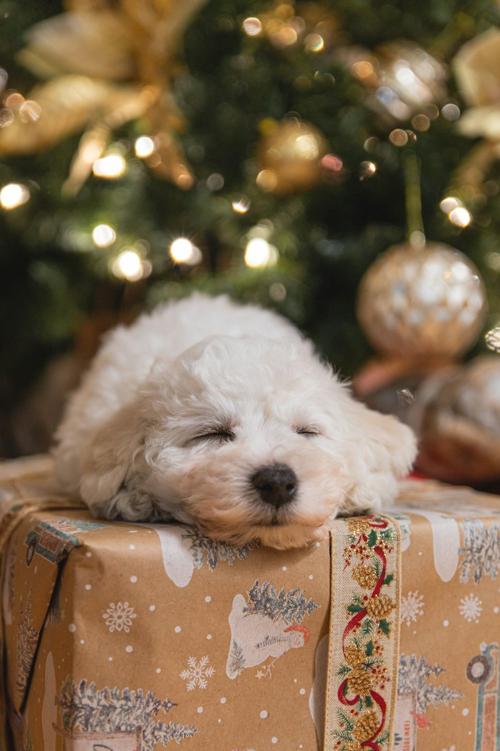 petit chien à poil long blanc sur table en bois marron