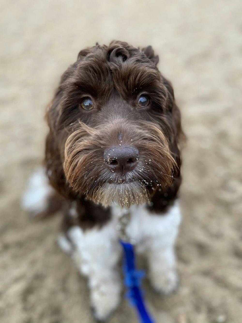 brown and white long coated small dog