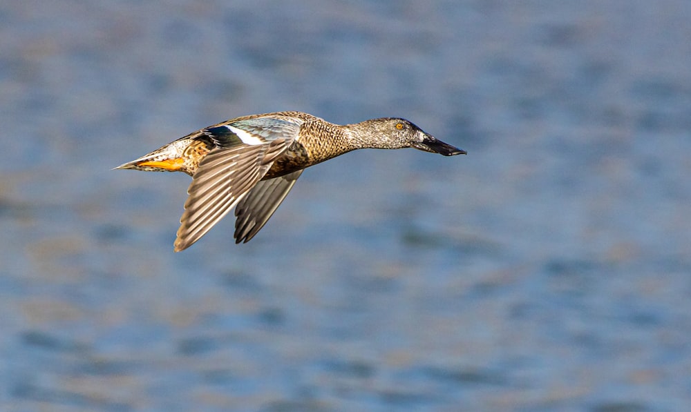 brown and black duck flying
