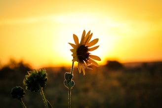 A sunflower silhouette sharply outlined against a glowing, unsettling sunset.