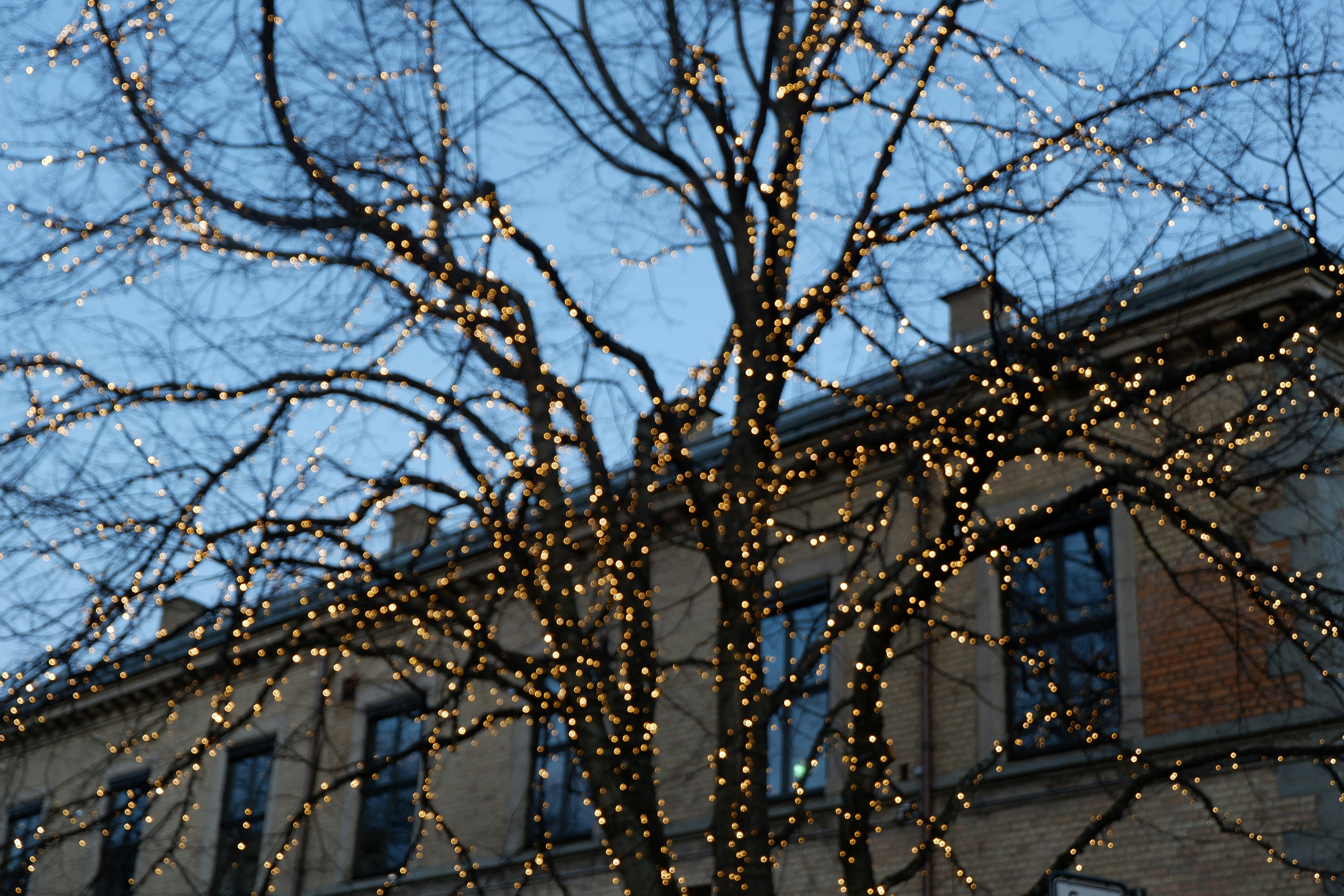 kahler Baum in der Nähe eines weißen Betongebäudes tagsüber