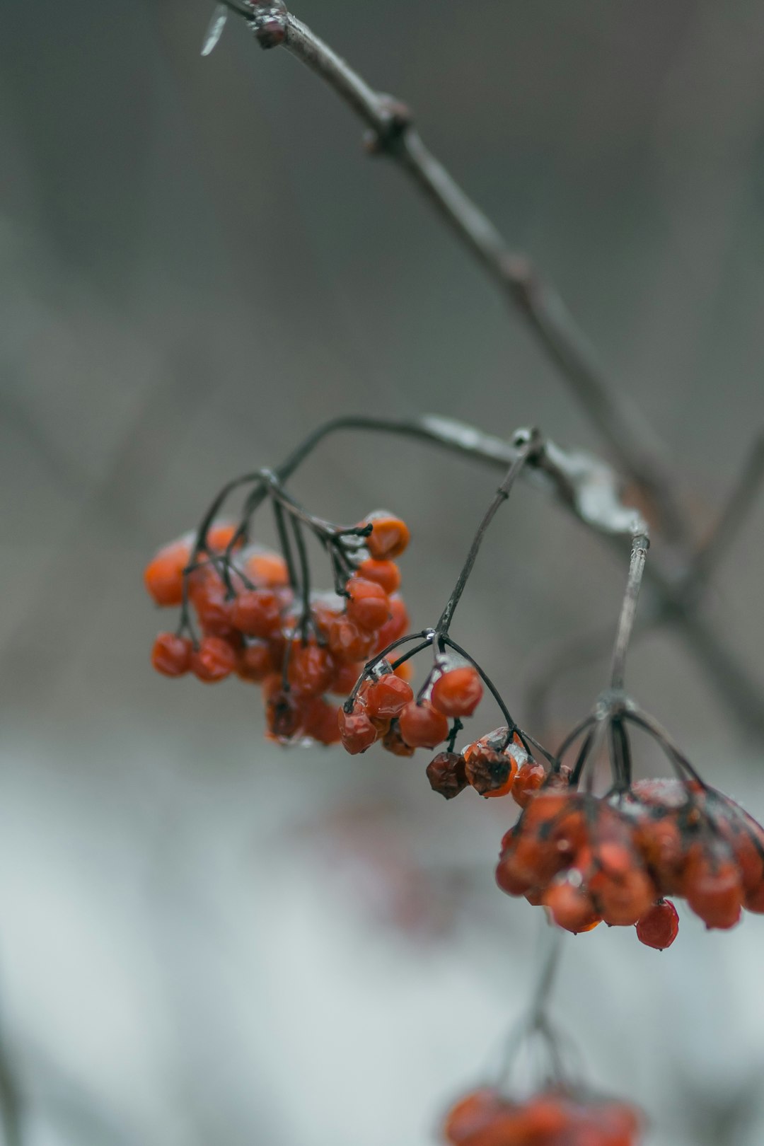 orange fruits on brown tree branch