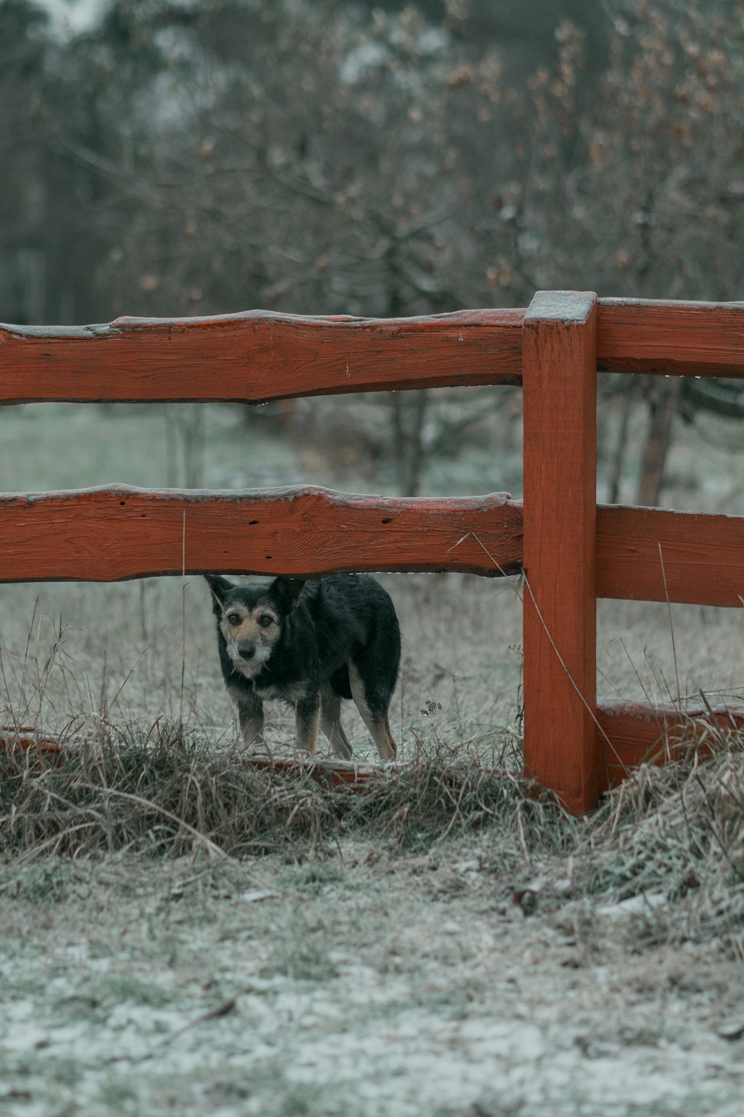black and white short coated dog standing beside brown wooden fence during daytime