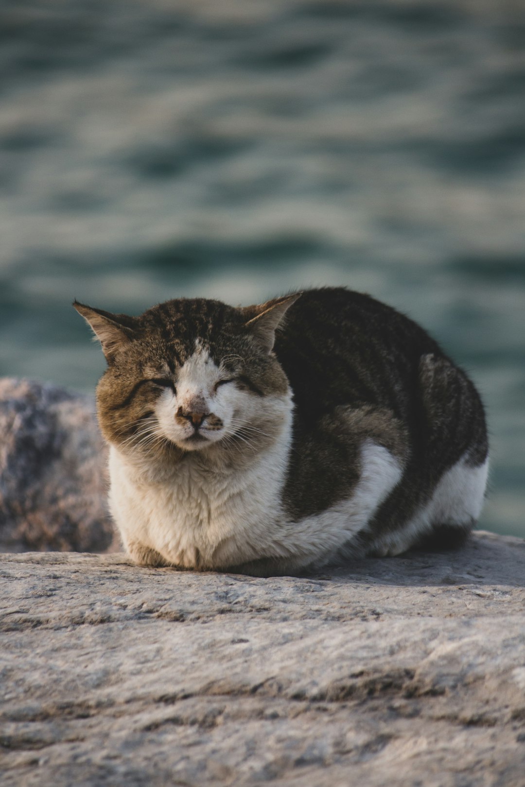 white and brown cat on brown rock